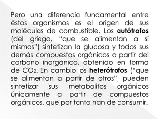 1.4. características distintivas de los procesos catabólicos y anabólicos.La mayoría de los organismos obtienen la materia prima  y la energía para la biosíntesis a partir de moléculas de combustible orgánico como la glucosa. Las rutas centrales comprenden la oxidación de las moléculas de combustible y la síntesis de biomoléculas pequeñas a partir de los fragmentos resultantes; estas rutas se encuentran en todos los organismos aerobios.  