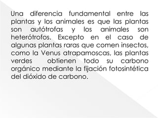 Pero una diferencia fundamental entre éstos organismos es el origen de sus moléculas de combustible. Los autótrofos (del griego, “que se alimentan a sí mismos”) sintetizan la glucosa y todos sus demás compuestos orgánicos a partir del carbono inorgánico, obtenido en forma de CO2. En cambio los heterótrofos (“que se alimentan a partir de otros”) pueden sintetizar sus metabolitos orgánicos únicamente a partir de compuestos orgánicos, que por tanto han de consumir.