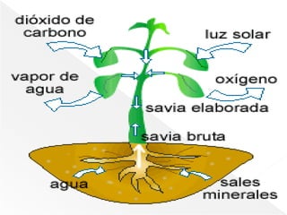 Una diferencia fundamental entre las plantas y los animales es que las plantas son autótrofas y los animales son heterótrofos. Excepto en el caso de algunas plantas raras que comen insectos, como la Venus atrapamoscas, las plantas verdes  obtienen todo su carbono orgánico mediante la fijación fotosintética del dióxido de carbono.