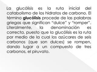 En el metabolismo oxidativo (respiración), el principal destino del piruvato es su oxidación a un fragmento de dos carbonos metabólicamente activado, la acetil-coenzima A, o acetil-CoA. 