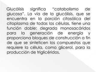 La glucólisis es la ruta inicial del catabolismo de los hidratos de carbono. El término glucólisis procede de las palabras griegas que significan “dulce” y “romper”. Literalmente, la denominación es correcta, puesto que la glucólisis es la ruta por medio de la cual los azúcares de seis carbonos (que son dulces) se rompen, dando lugar a un compuesto de tres carbonos, el piruvato. 