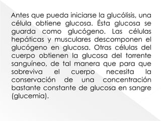 Glucólisis significa “catabolismo de glucosa”. La vía de la glucólisis, que se encuentra en la porción citosólica del citoplasma de todas las células, tiene una función doble: degrada monosacáridos para la generación de energía y proporciona bloques de construcción a fin de que se sinteticen los compuestos que requiere la célula, como glicerol, para la producción de triglicéridos. 