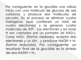 El producto de la glucólisis son dos unidades de un compuesto de tres carbonos que se llama ácido pirúvico (piruvato). Algunas células convierten a continuación el piruvato en ácido láctico (lactato).A fin de que se inicie la glucólisis, se añade un grupo fosfato a la glucosa, lo que la torna más reactiva.  Otro grupo fosfato se añade al compuesto de glucosa y fosfato que recién se formó y que, a continuación se segmenta en dos compuestos de tres carbonos. Estos últimos se convierten a través de una serie de etapas en dos moléculas del compuesto de tres carbonos: piruvato.