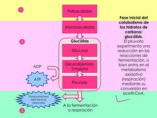 Por consiguiente, en la glucólisis una célula inicia con una molécula de glucosa de seis carbonos y produce dos moléculas de piruvato. En el proceso se eliminan cuatro hidrógenos (que contienen un total de cuatro electrones) y se generan cuatro moléculas de ATP.  Los electrones y los iones H son captados por un portador (el NAD+). Cada NAD+ (forma oxidada) acepta dos electrones y un ión , y produce NADH + H+ (forma reducida). Por consiguiente, un resultado final de la glucólisis es la síntesis de dos NADH + H+.