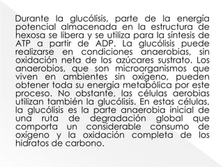 Polisacáridos1Fase inicial del catabolismo de los hidratos de carbono: glucólisis.El piruvato experimenta una reducción en las reacciones de fermentación, o bien entra en el metabolismo oxidativo (respiración) mediante su conversión en acetil-CoA. MonosacáridosGlucólisis2GlucosaGliceraldehído-3-fosfatoADPATPPiruvatoTransportadores electrónicos reducidosA la fermentación o respiración3