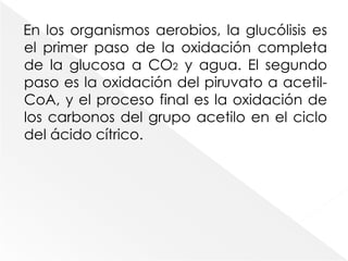 Durante la glucólisis, parte de la energía potencial almacenada en la estructura de hexosa se libera y se utiliza para la síntesis de ATP a partir de ADP. La glucólisis puede realizarse en condiciones anaerobias, sin oxidación neta de los azúcares sustrato. Los anaerobios, que son microorganismos que viven en ambientes sin oxígeno, pueden obtener toda su energía metabólica por este proceso. No obstante, las células aerobias utilizan también la glucólisis. En estas células, la glucólisis es la parte anaerobia inicial de una ruta de degradación global que comporta un considerable consumo de oxígeno y la oxidación completa de los hidratos de carbono.