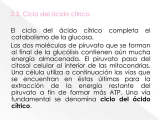 En los organismos aerobios, la glucólisis es el primer paso de la oxidación completa de la glucosa a CO2 y agua. El segundo paso es la oxidación del piruvato a acetil-CoA, y el proceso final es la oxidación de los carbonos del grupo acetilo en el ciclo del ácido cítrico.