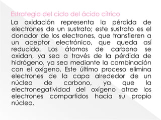 2.2. Ciclo del ácido cítrico.El ciclo del ácido cítrico completa el catabolismo de la glucosa. Las dos moléculas de piruvato que se forman al final de la glucólisis contienen aún mucha energía almacenada. El piruvato pasa del citosol celular al interior de las mitocondrias. Una célula utiliza a continuación las vías que se encuentran en éstas últimas para la extracción de la energía restante del piruvato a fin de formar más ATP. Una vía fundamental se denomina ciclo del ácido cítrico.