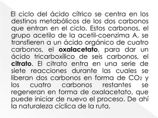 Estrategia del ciclo del ácido cítricoLa oxidación representa la pérdida de electrones de un sustrato; este sustrato es el donador de los electrones, que transfieren a un aceptor electrónico, que queda así reducido. Los átomos de carbono se oxidan, ya sea a través de la pérdida de hidrógeno, ya sea mediante la combinación con el oxígeno. Este último proceso elimina electrones de la capa alrededor de un núcleo de carbono, ya que la electronegatividad del oxígeno atrae los electrones compartidos hacia su propio núcleo.