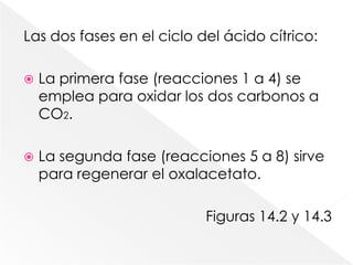 El oxalacetato está presente al inicio, para reaccionar con un fragmento activado de dos carbonos y está presente al final, después de que se hayan oxidado los dos carbonos hasta CO2. De las ocho reacciones que se presentan en el ciclo, cuatro son deshidrogenaciones, que generan cofactores reducidos: NADH y una coenzima de flavina reducida.
