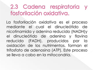 Las dos fases en el ciclo del ácido cítrico:La primera fase (reacciones 1 a 4) se emplea para oxidar los dos carbonos a CO2.La segunda fase (reacciones 5 a 8) sirve para regenerar el oxalacetato.Figuras 14.2 y 14.3 