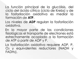 2.3 Cadena respiratoria y fosforilación oxidativa.La fosforilación oxidativa es el proceso mediante el cual el dinucleótido de nicotinamida y adenina reducido (NADH)y el dinucleótido de adenina y flavina reducido (FADH), producidos por la oxidación de los nutrimentos, forman el trifosfato de adenosina (ATP). Este proceso se lleva a cabo en la mitocondria.