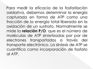 La función principal de la glucólisis, del ciclo del ácido cítrico (ciclo de Krebs) y de la fosforilación oxidativa es mediar la formación de ATP.Los niveles de ADP regulan la fosforilación oxidativa. En la mayor parte de las condiciones fisiológicas el transporte de electrones está estrechamente acoplado a la formación de ATP a partir de ADP y P.La fosforilación oxidativa requiere ADP, P, O2 y equivalentes reductores (NADH y FADH2).