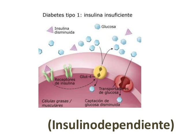 Bioquímica del desarrollo de la diabetes mellitus tipo 2 Bioquímica del desarrollo de la diabetes mellitus tipo 2