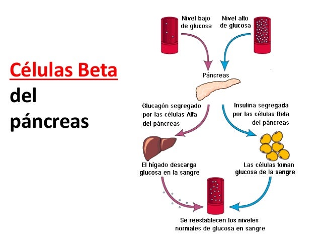 Bioquímica del desarrollo de la diabetes mellitus tipo 2 Bioquímica del desarrollo de la diabetes mellitus tipo 2