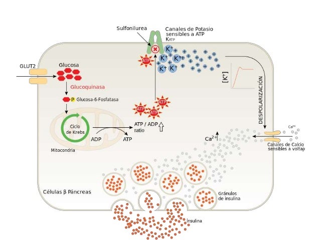 Bioquimica De La Diabetes Tipo 2