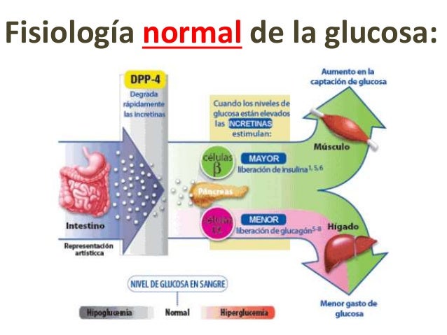 Bioquímica del desarrollo de la diabetes mellitus tipo 2 Bioquímica del desarrollo de la diabetes mellitus tipo 2