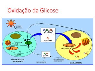 Oxidação da Glicose
 