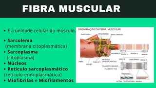 Sarcolema
Sarcoplasma
Núcleos
Retículo sarcoplasmático
Miofibrilas e Miofilamentos
(membrana citoplasmática)
(citoplasma)
...