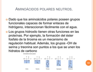 AMINOÁCIDOS POLARES NEUTROS.
 Dado que los aminoácidos polares poseen grupos
funcionales capaces de formar enlaces de
hidrógeno, interaccionan fácilmente con el agua.
 Los grupos hidroxilo tienen otras funciones en las
proteínas. Por ejemplo, la formación del éster
fosfato de la tirosina es un mecanismo de
regulación habitual. Además, los grupos -OH de
serina y treonina son puntos a los que se unen los
hidratos de carbono
101
 