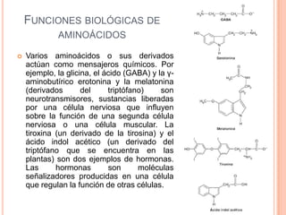 FUNCIONES BIOLÓGICAS DE
AMINOÁCIDOS
 Varios aminoácidos o sus derivados
actúan como mensajeros químicos. Por
ejemplo, la glicina, el ácido (GABA) y la γ-
aminobutírico erotonina y la melatonina
(derivados del triptófano) son
neurotransmisores, sustancias liberadas
por una célula nerviosa que influyen
sobre la función de una segunda célula
nerviosa o una célula muscular. La
tiroxina (un derivado de la tirosina) y el
ácido indol acético (un derivado del
triptófano que se encuentra en las
plantas) son dos ejemplos de hormonas.
Las hormonas son moléculas
señalizadores producidas en una célula
que regulan la función de otras células. 103
 