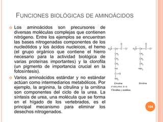  Los aminoácidos son precursores de
diversas moléculas complejas que contienen
nitrógeno. Entre los ejemplos se encuentran
las bases nitrogenadas componentes de los
nucleótidos y los ácidos nucleicos, el hemo
(el grupo orgánico que contiene el hierro
necesario para la actividad biológica de
varias proteínas importantes) y la clorofila
(un pigmento de importancia crucial en la
fotosíntesis).
 Varios aminoácidos estándar y no estándar
actúan como intermediarios metabólicos. Por
ejemplo, la arginina, la citrulina y la ornitina
son componentes del ciclo de la urea. La
síntesis de urea, una molécula que se forma
en el hígado de los vertebrados, es el
principal mecanismo para eliminar los
desechos nitrogenados.
104
FUNCIONES BIOLÓGICAS DE AMINOÁCIDOS
 