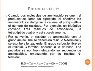 ENLACE PEPTÍDICO
 Cuando dos moléculas de aminoácido se unen, el
producto se llama un dipéptido, al añadirse los
aminoácidos y alargarse la cadena, el prefijo refleja
el número de residuos. Por ejemplo, un tripéptido
contiene t.res residuos de aminoácido, un
tetrapéptido cuatro, y así sucesivamente.
 Por convenio, el residuo de aminoácido con el
grupo amino libre se denomina residuo N-terminal y
se escribe a la izquierda. El grupo carboxilo libre en
el residuo C-terminal aparece a la derecha. Los
péptidos se nombran utilizando su secuencia de
aminoácidos, empezando por su residuo N-
terminal.
110
tetrapéptido denominado tirosilalanilcisteinilglicina.
 
