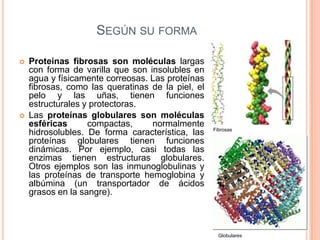 SEGÚN SU FORMA
 Proteínas fibrosas son moléculas largas
con forma de varilla que son insolubles en
agua y físicamente correosas. Las proteínas
fibrosas, como las queratinas de la piel, el
pelo y las uñas, tienen funciones
estructurales y protectoras.
 Las proteínas globulares son moléculas
esféricas compactas, normalmente
hidrosolubles. De forma característica, las
proteínas globulares tienen funciones
dinámicas. Por ejemplo, casi todas las
enzimas tienen estructuras globulares.
Otros ejemplos son las inmunoglobulinas y
las proteínas de transporte hemoglobina y
albúmina (un transportador de ácidos
grasos en la sangre).
115
Fibrosas
Globulares
 
