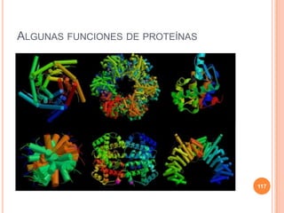 ALGUNAS FUNCIONES DE PROTEÍNAS
117
 
