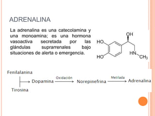 ADRENALINA
La adrenalina es una catecolamina y
una monoamina; es una hormona
vasoactiva secretada por las
glándulas suprarrenales bajo
situaciones de alerta o emergencia.
 
