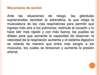 Mecanismo de acción
Ante las situaciones de riesgo, las glándulas
suprarrenales secretan la adrenalina, la que relaja la
musculatura de las vías respiratorias para permitir que
ingrese más aire a los pulmones; estimula al corazón y lo
hace latir más rápido y con más fuerza; las pupilas se
dilatan para que aumente la capacidad de observar; la
velocidad de la respiración aumenta y el sistema digestivo
se retarda de manera que entra más sangre a los
músculos, los cuales se tensionan y aumenta la presión
arterial.
 