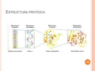 ESTRUCTURA PROTEICA
133
 