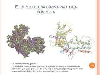 EJEMPLO DE UNA ENZIMA PROTEICA
COMPLETA
135
 
