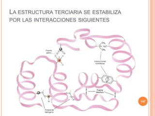 LA ESTRUCTURA TERCIARIA SE ESTABILIZA
POR LAS INTERACCIONES SIGUIENTES
147
 