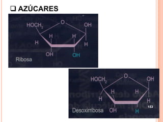  AZÚCARES
153
 