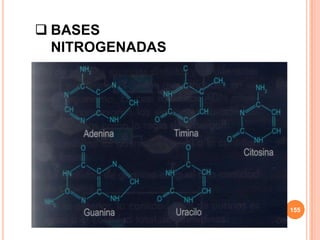  BASES
NITROGENADAS
155
 