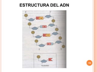 ESTRUCTURA DEL ADN
156
 