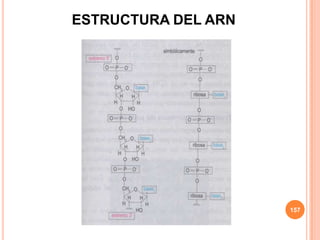 ESTRUCTURA DEL ARN
157
 
