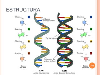 ESTRUCTURA
158
 