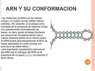 • las moléculas de ARN son de cadena
simple y no suelen formar dobles hélices
extensas. No obstante, sí se pliega como
resultado de la presencia de regiones cortas
con apareamiento intramolecular de
bases, es decir, pares de bases formados
por secuencias complementarias más o
menos distantes dentro de la misma hebra.
El ARNt posee aproximadamente el 60% de
bases apareadas en cuatro brazos con
estructura de doble hélice.14
•Una importante característica estructural
del ARN que lo distingue del ADN es la
presencia de un grupo hidroxil en posición 2'
de la ribosa.
ARN Y SU CONFORMACION
159
 