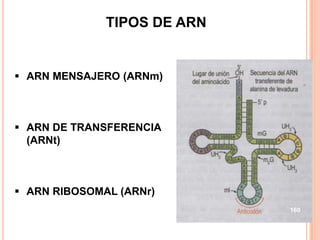 TIPOS DE ARN
 ARN MENSAJERO (ARNm)
 ARN DE TRANSFERENCIA
(ARNt)
 ARN RIBOSOMAL (ARNr)
160
 