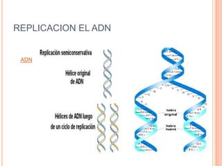 REPLICACION EL ADN
ADN
163
 