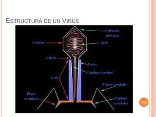 ESTRUCTURA DE UN VIRUS
166
 