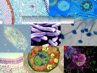 DIVERSIDAD CELULAR
 