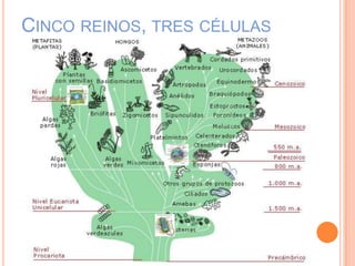 CINCO REINOS, TRES CÉLULAS
 