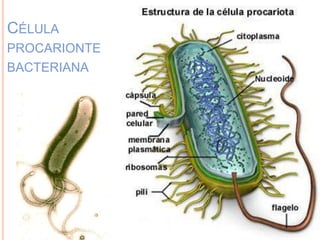 CÉLULA
PROCARIONTE
BACTERIANA
 