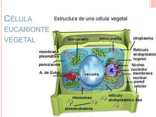 CÉLULA
EUCARIONTE
VEGETAL
 