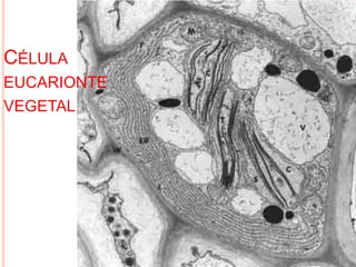 CÉLULA
EUCARIONTE
VEGETAL
 