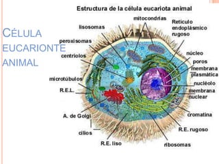 CÉLULA
EUCARIONTE
ANIMAL
 
