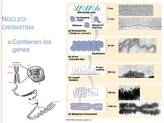 NÚCLEO:
CROMATINA
 Contienen los
genes
 